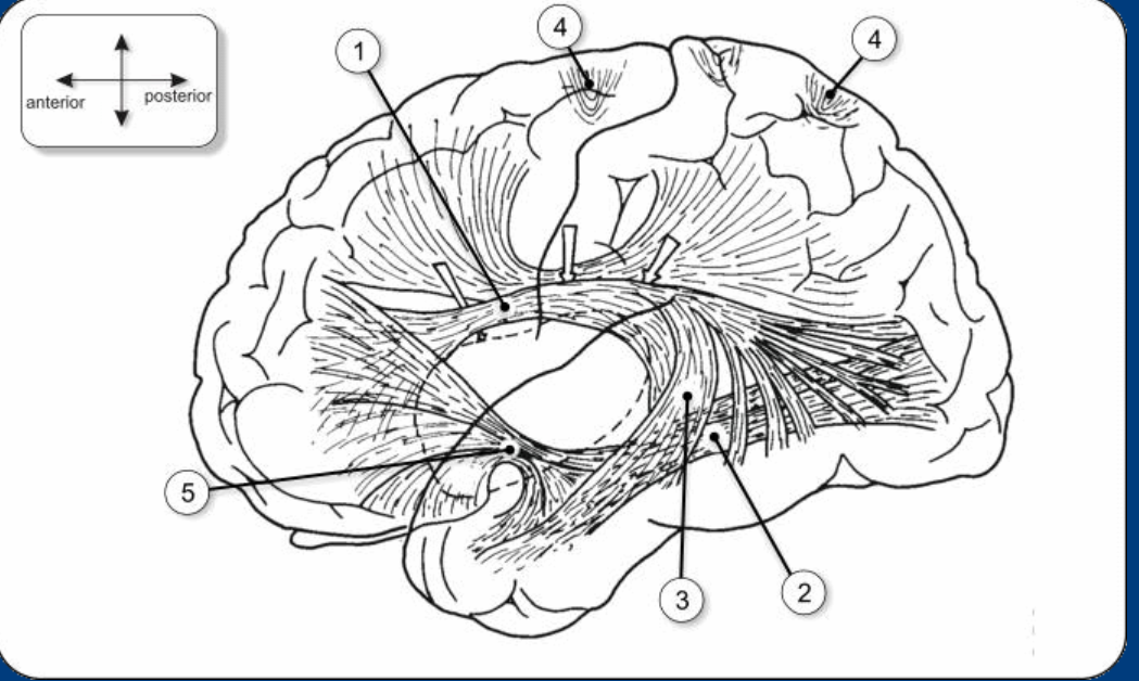Wat zijn associatievezelsen welke ken je? [U-fibres], [fasciculus occipitofrontalis], [fasciculus longitudinalis superior], [fasciculus uncinatus], [fasciculus arcuatus]