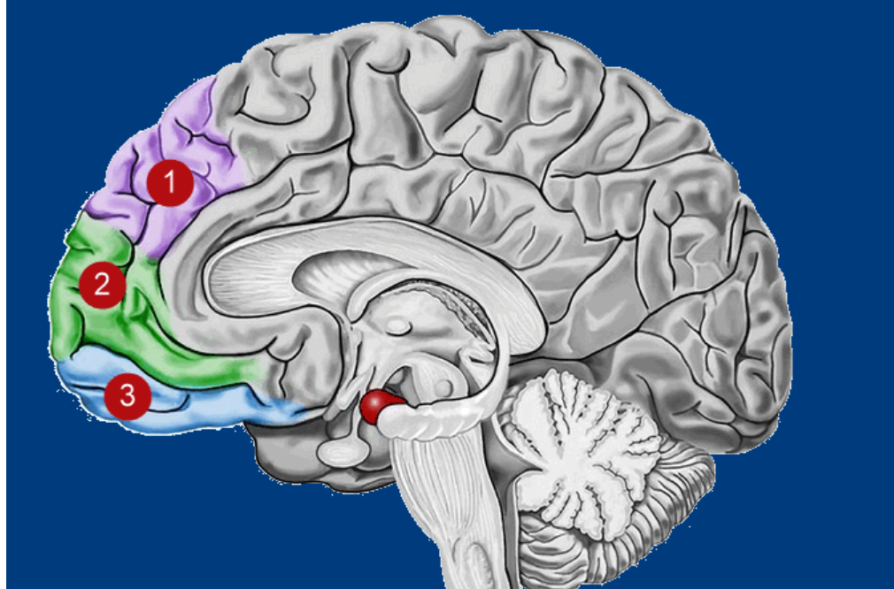 Prefrontale cortex gebieden: vul in