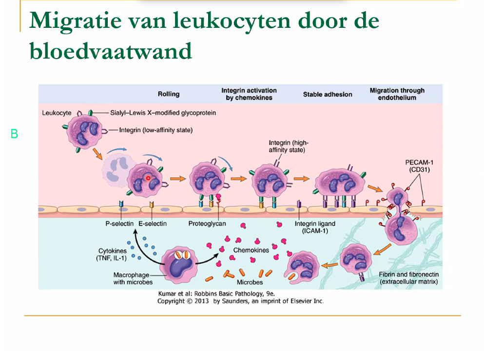 Hoe 'weten' leukocyten waar pathogenen zijn, zodat ze opgeruimd kunnen worden? Hoe kan complement hieraan bijdragen?