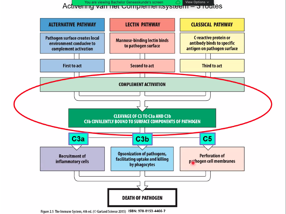 3 pathways om complement te activeren + functies