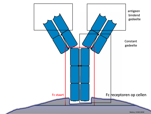 Wat is de functie van de Fc staart van een antilichaam? Wat heeft dit te maken met het isotype van een antilichaam?