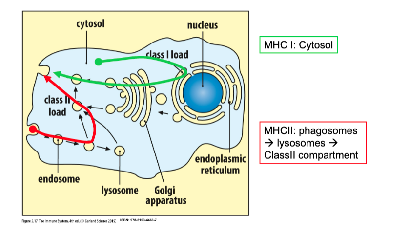 MHC1 & MHC2 (HLA 1 & 2)