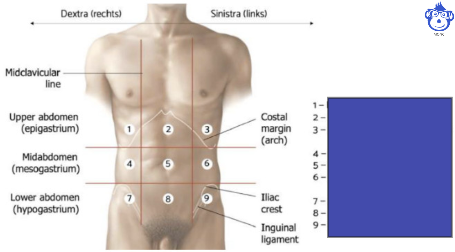 Antero-laterale Abdomen wand: regio's van het abdomen Benoem de regio's 1 t/m 6: