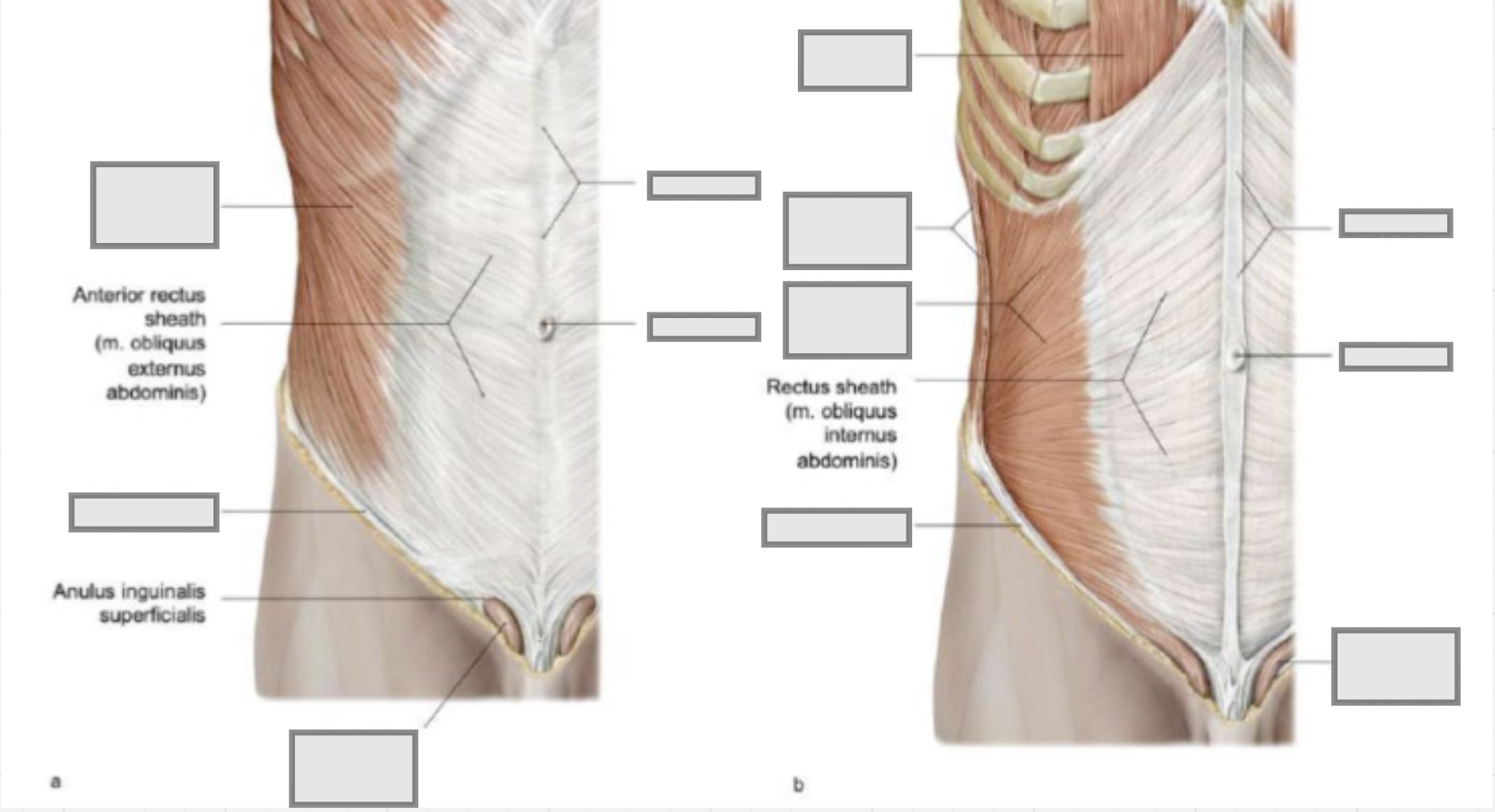 Spierlagen van de abdomen wandBenoem de ontbrekende delen
