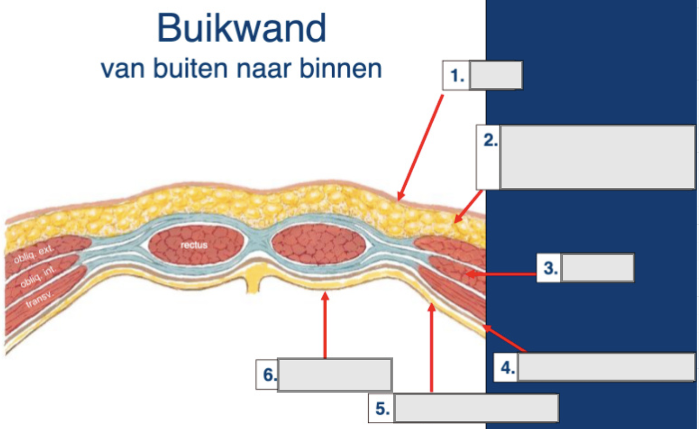 Buikwand: van buiten naar binnen Benoem de onderdelen: