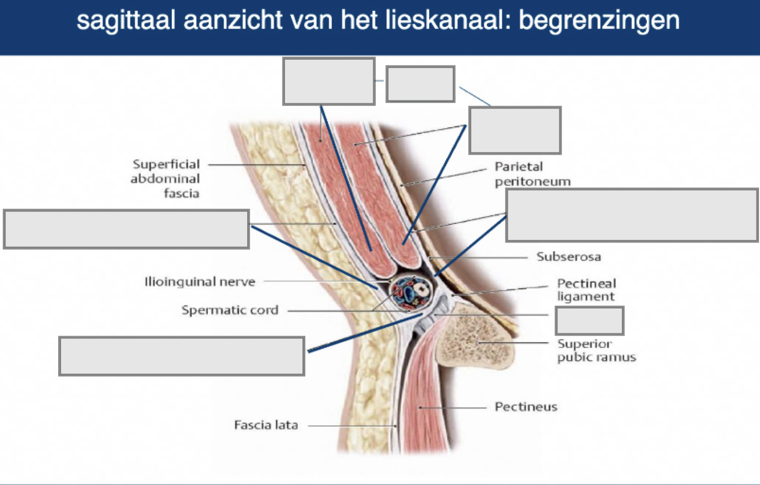Sagittaal aanzicht lieskanaal Benoem de onderdelen: