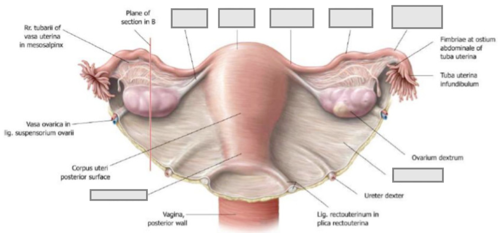 De uterus en de bijbehorende adnexa Benoem de onderdelen: