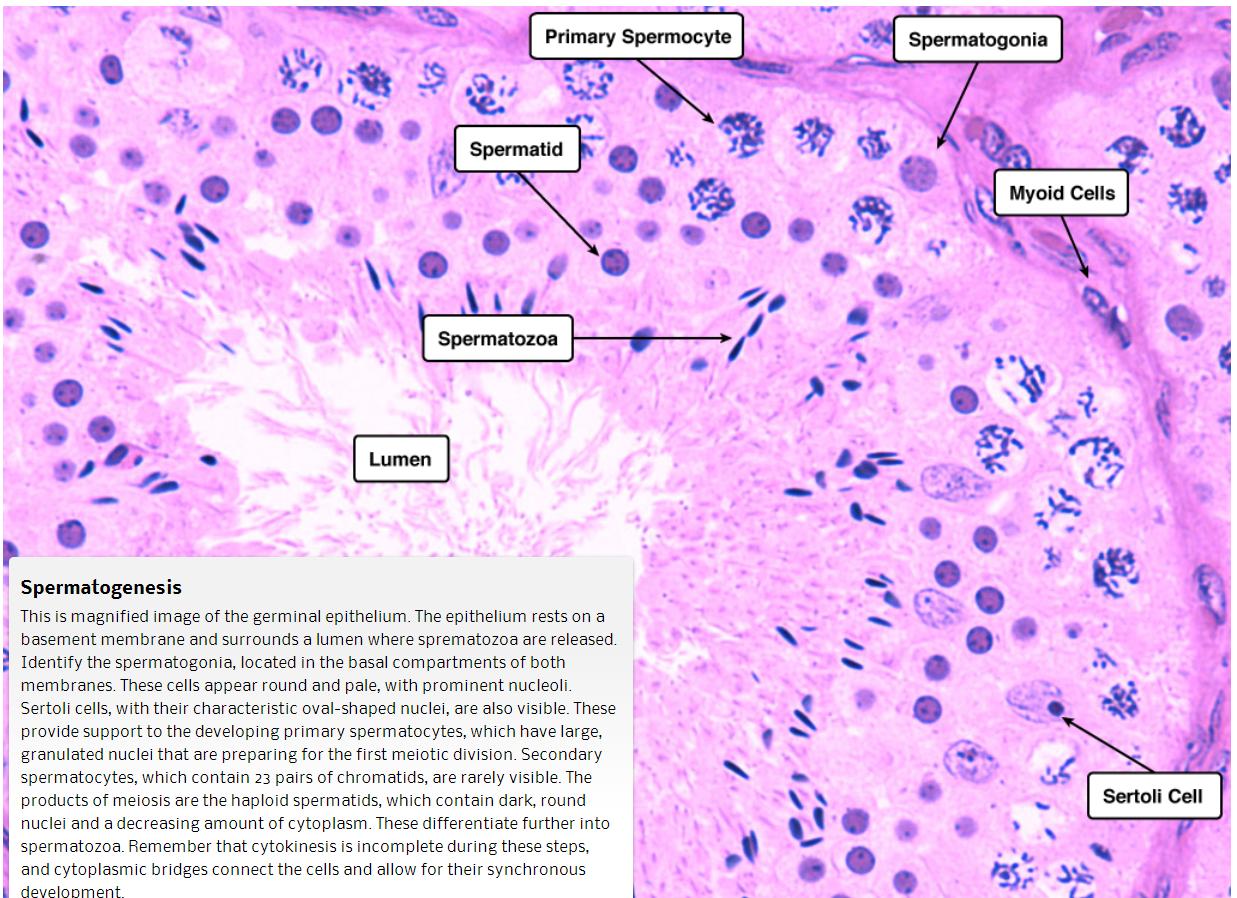 Spermatogenesis