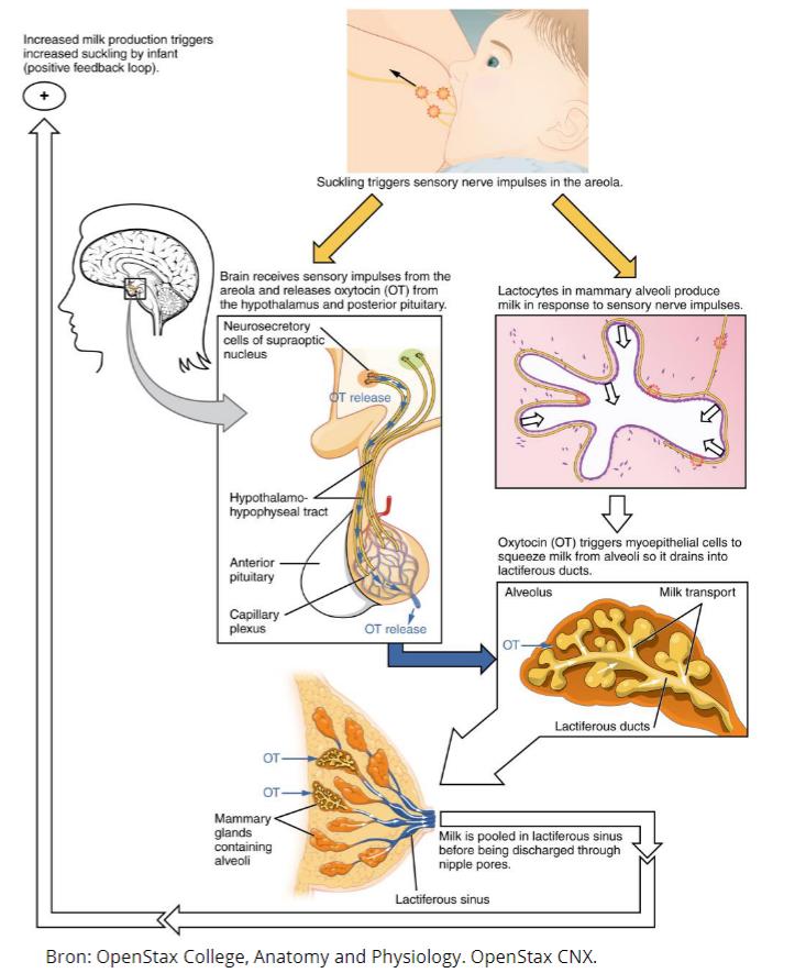 Borstvoeding endocriene regulatie