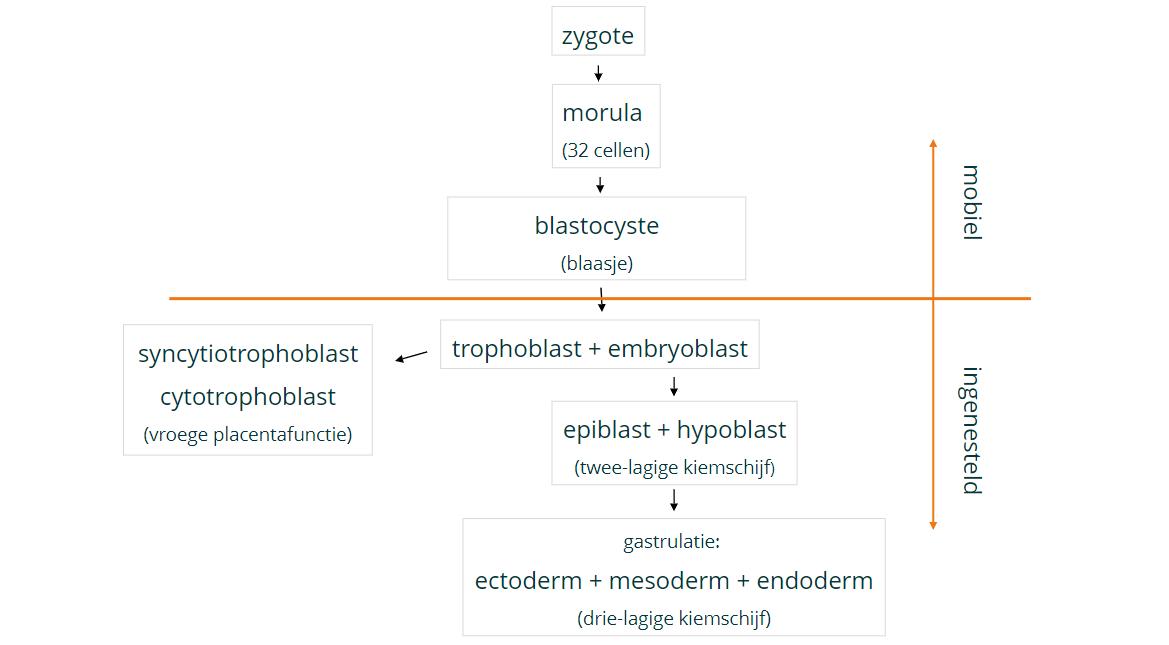 Embryologie; ontwikkelingsperioden