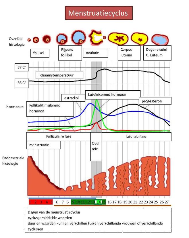 Menstruatie hormoonspiegel