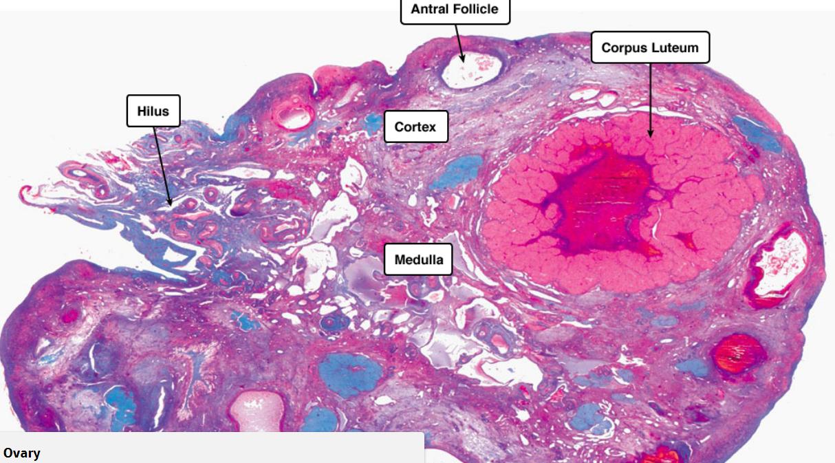 Ovarium histologie